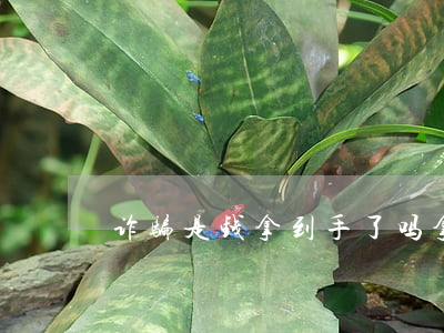 诈骗是钱拿到手了吗(拿着钱跑了是不是诈骗)