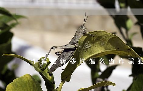 诈骗犯转移钱怎么查(诈骗犯转移钱怎么查)
