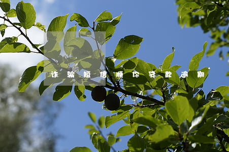 诈骗短信顺你贷款逾期