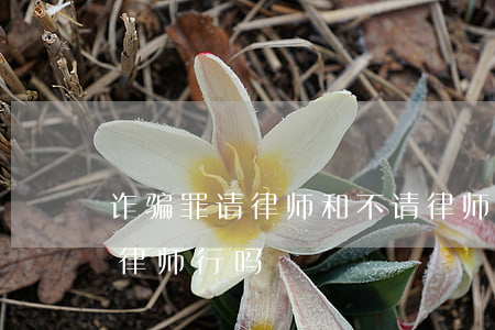 诈骗罪请律师和不请律师区别(诈骗案件不请律师行吗)