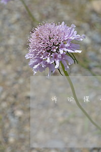 诉讼保全怎么做(诉讼保全流程)