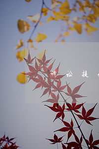 诉讼提供担保怎么做(担保人起诉担保人)