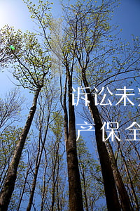 诉讼未判决可以保全担保人资产吗(担保人财产保全会执行吗)