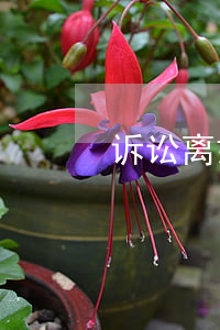 诉讼离婚有多难(新婚姻法起诉离婚难吗)