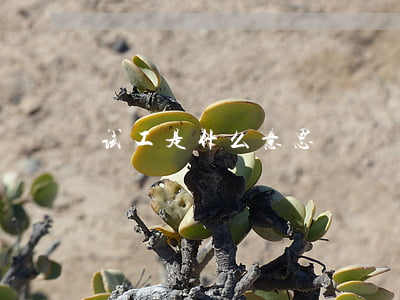 试工是什么意思