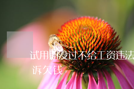 试用期没过不给工资违法吗（试用期没过被起诉欠钱）
