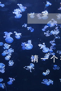 请一个律师一天多少钱(请个律师要多少钱)