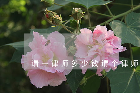 请一律师多少钱(请个律师要多少钱)