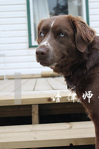请律师一般需要花多少钱呢(请律师要多少钱?)