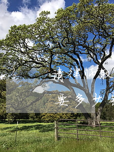 请律师取保候审需要多少钱(取保候审大概需要多少钱)
