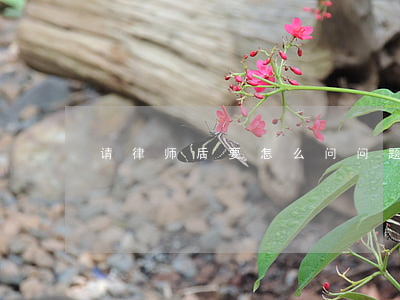 请律师后要怎么问问题(请律师应该怎么请)