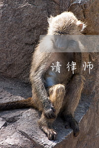 请律师贵吗(律师多少钱)