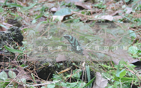 请律师费用怎么算的(律师的费用如何算)