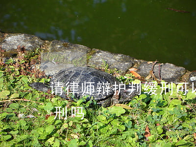 请律师辩护判缓刑可以吗(律师一般能争取缓刑吗)