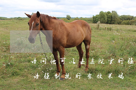请问他可以去法院实行强制执行吗(向法院申请强制执行有效果吗)