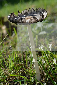诽谤罪的法律法规规定(关于诽谤罪的法律条文有哪些)