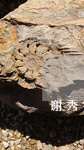 谢秀锋逾期通告(谢秀梅的个人资料)