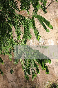 谢霆锋张柏芝哪年离婚