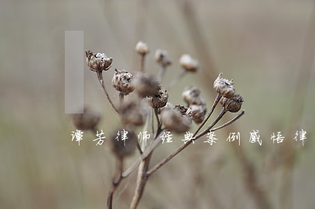 谭芳律师经典案例 感悟(律师成功经典案例)