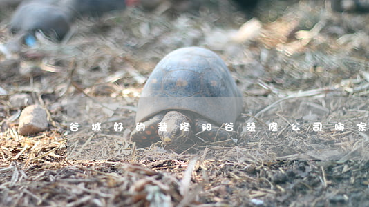 谷城好的装修(阳谷装修公司哪家好)