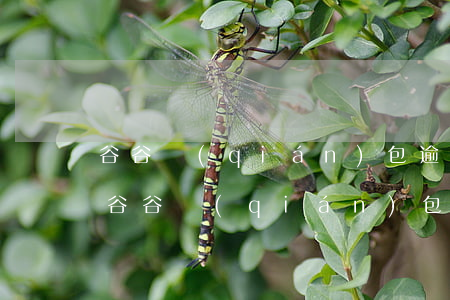 谷谷錢(qián)包逾期沒(méi)還(谷谷錢(qián)包怎么解綁銀行卡)