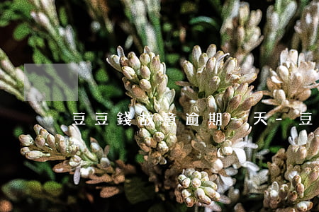 豆豆錢故意逾期一天-豆豆錢逾期幾個小時
