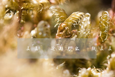 豆豆錢逾期怎么還款(豆豆錢延期還款)