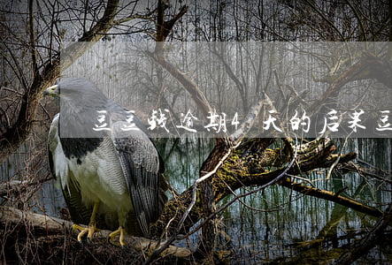 豆豆钱逾期4天的后果(豆豆钱逾期会怎么样)