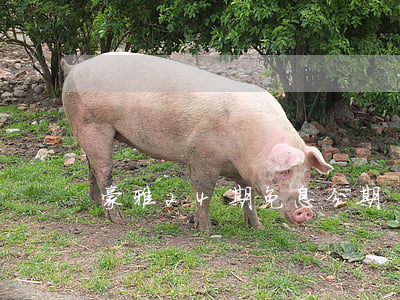 豪雅24期免息分期