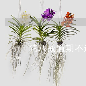 豬八戒逾期不還(豬八戒貸款怎么樣)
