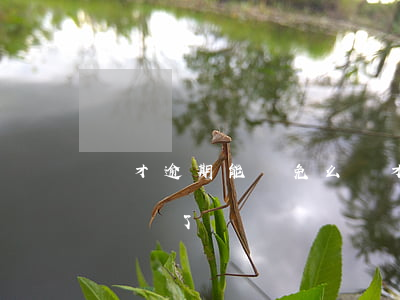 貝才逾期能減免么(貝才網(wǎng)幾年沒還了)