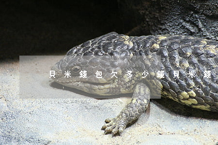 貝米錢包欠多少錢(貝米錢包吧)
