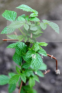 負(fù)債13萬怎么上岸快些-負(fù)債13萬怎么上岸快些呢
