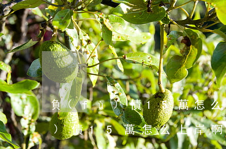 負(fù)債15萬怎么上岸啊-負(fù)債15萬怎么上岸啊