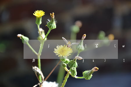 負(fù)債1百萬(wàn)無(wú)力償還(負(fù)債1百萬(wàn)無(wú)力償還怎么辦)