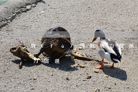 負(fù)債到無力償還(負(fù)債到無力償還)