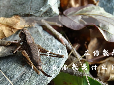 負(fù)債在佛教是什么因果-負(fù)債在佛教是什么因果呢