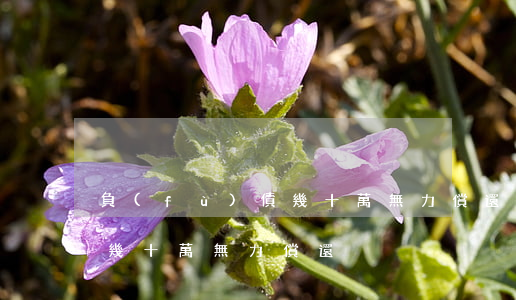 負(fù)債幾十萬無力償還(負(fù)債幾十萬無力償還)