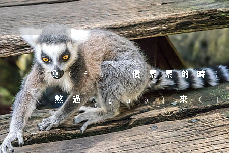 負(fù)債累累的時(shí)候是怎么熬過(guò)來(lái)的-負(fù)債累累的時(shí)候是怎么熬過(guò)來(lái)的呢