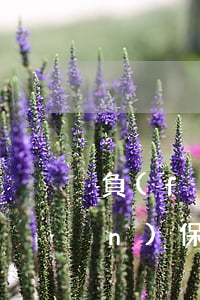 負(fù)債高無(wú)逾期找擔(dān)保公司(有逾期擔(dān)保公司能擔(dān)保貸款嗎)