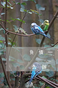 負債一百萬無力償還 負債一百萬無力償還怎么辦