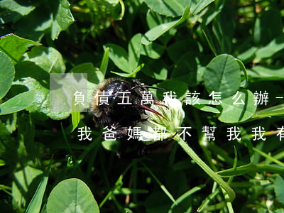 負債五萬我該怎么辦-負債五萬我該怎么辦我爸媽都不幫我我有沒有工作能力