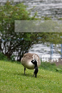 負債兩年仍無力償還-欠債兩年