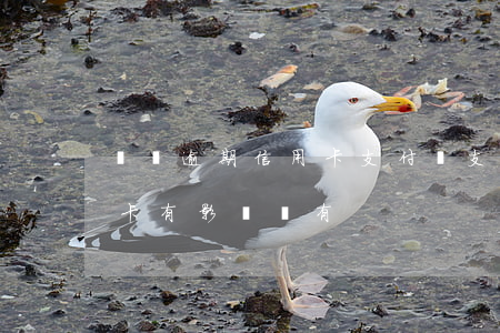 負債逾期信用卡支付寶 支付寶逾期了對信用卡有影響沒有