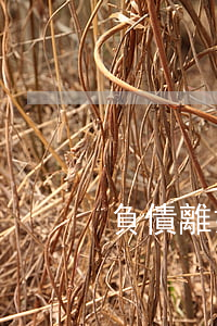 負債離婚算過錯方么(婚姻過錯方債務歸誰)