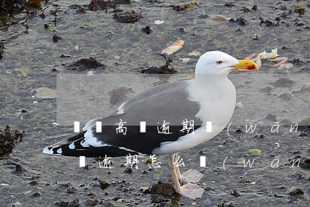 負債高無逾期網(wǎng)貸全拒 負債高無逾期怎么網(wǎng)貸