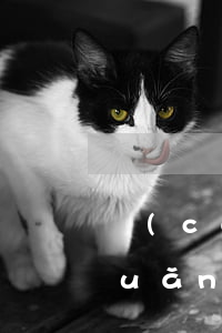 財(cái)務(wù)專員工作轉(zhuǎn)正申請書