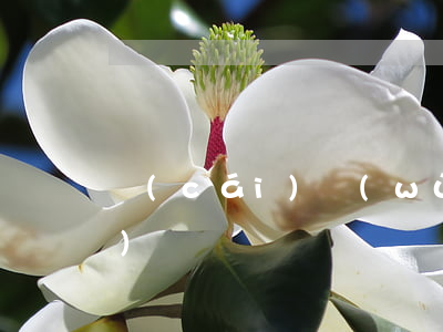 財(cái)務(wù)逾期申報(bào)
