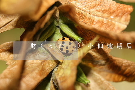 財(cái)小仙逾期后催收 逾期催收成功