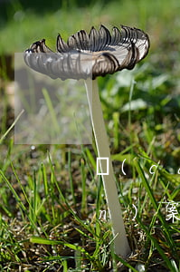 財(cái)產(chǎn)侵權(quán)案件律師費(fèi)誰(shuí)承擔(dān)(財(cái)產(chǎn)糾紛案件律師收費(fèi)標(biāo)準(zhǔn))